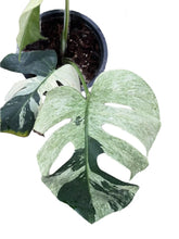 Load image into Gallery viewer, Monstera borsigiana mint variegated with split leaves and mint-green marbling in a black pot
