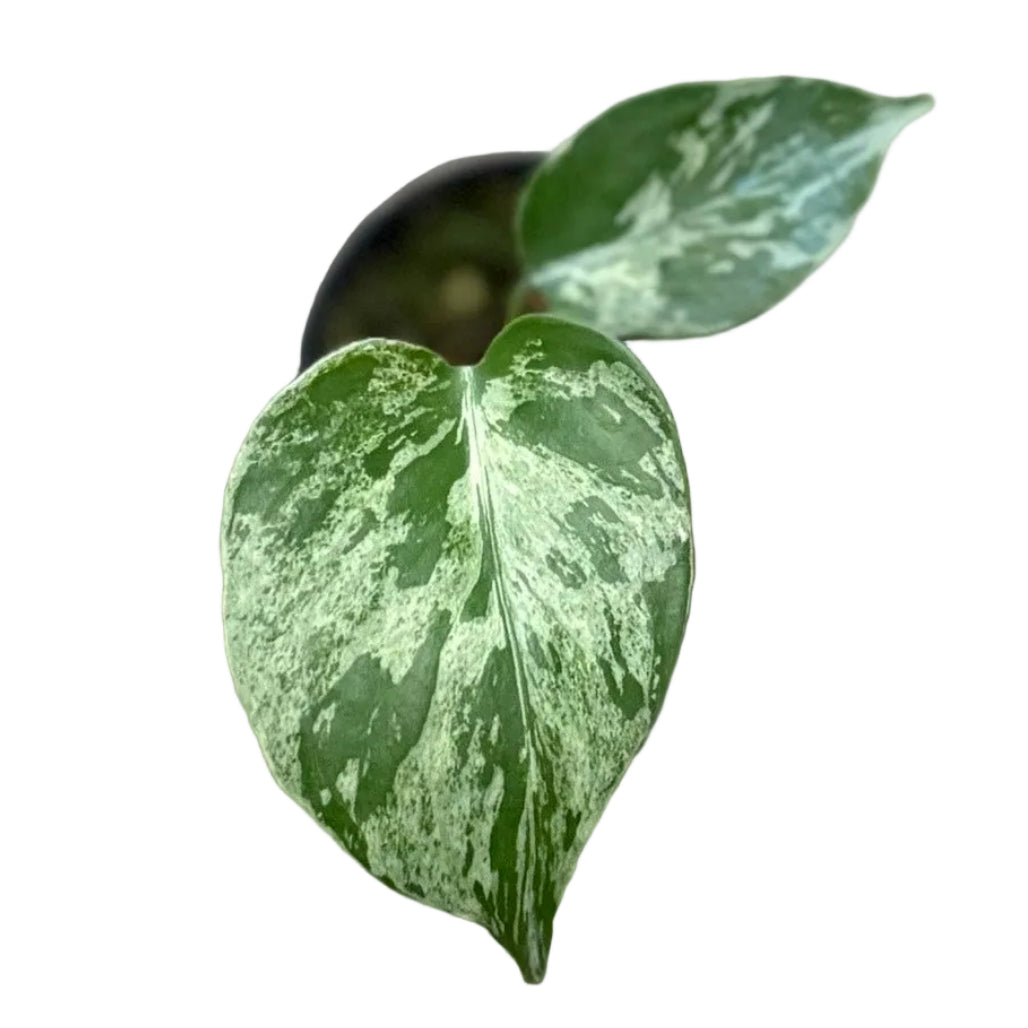 Monstera Bulbasaur - TEG | Rare Mint Variegated Collector Plant