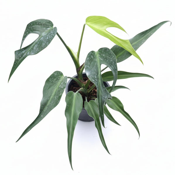 Monstera Burle Marx Flame – TEG | Rare Aroid with Flame-Shaped
