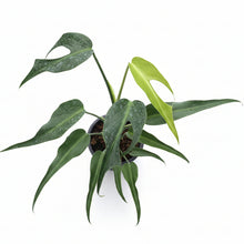 Load image into Gallery viewer, Monstera burle marx flame with narrow elongated leaves and developing fenestrations