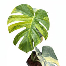Load image into Gallery viewer, Monstera deliciosa Lemon large form with yellow and green variegated fenestrated leaves held by hand in garden setting.