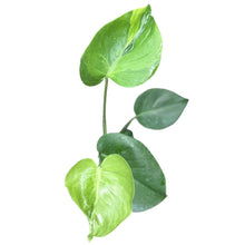 Load image into Gallery viewer, Monstera Chameleon with changing green and lime variegated heart-shaped leaves.