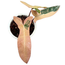 Load image into Gallery viewer, Philodendron Florida Beauty x (Paraiso Verde x Black Billietiae) orange hybrid variegated with orange, salmon, and green variegated leaves in a white pot