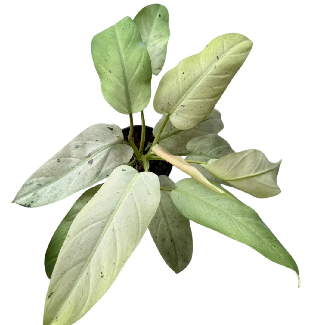 Philodendron Whipple Way – Thai Exotic Greenery | Mint Philodendron Whipple Way – Thai Exotic Greenery | Mint