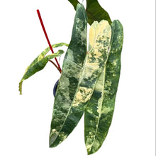 Load image into Gallery viewer, Philodendron billitiae variegated with elongated marbled leaves and orange stems in a black pot