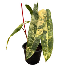 Load image into Gallery viewer, Philodendron billitiae variegated with elongated marbled leaves and orange stems in a black pot