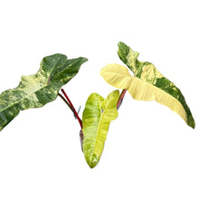 Load image into Gallery viewer, Philodendron florida beauty x billietiae variegated with elongated marbled yellow and green leaves and red petioles.
