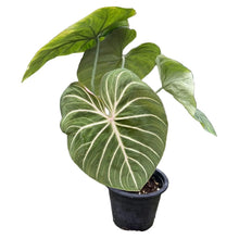 Load image into Gallery viewer, Philodendron gloriosum with white veins and pink-backed velvety leaves in a pot.