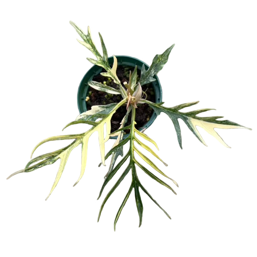 rootz plants Island Alum Root main image 0