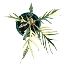 Load image into Gallery viewer, Philodendron tortum aurea variegated with narrow, deeply dissected leaves and yellow variegation in a small green pot.
