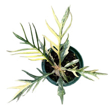 Load image into Gallery viewer, Philodendron tortum aurea variegated with narrow, deeply dissected leaves and yellow variegation in a small green pot.