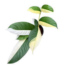 Load image into Gallery viewer, Rhaphidophora sp. albo variegated with elongated green leaves and creamy white variegation in a black pot