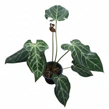 Load image into Gallery viewer, A. magnificum x (zara x michelle) "blisters"