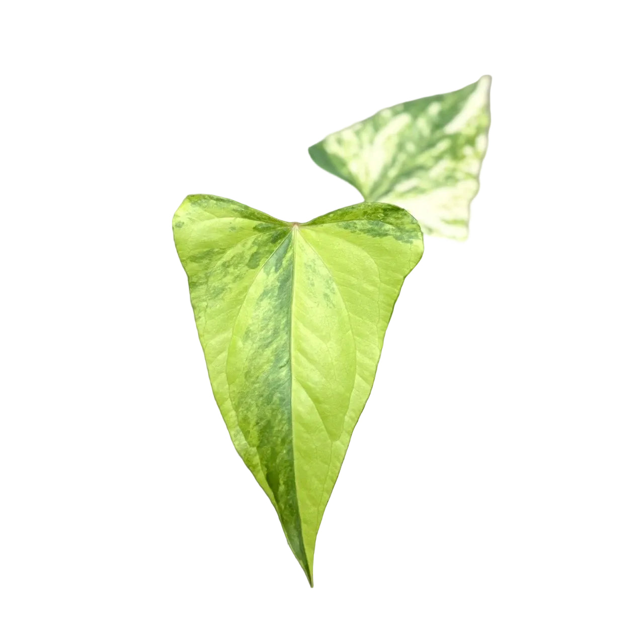 Anthurium pterodactyl x nigrolaminum 