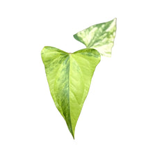 Load image into Gallery viewer, Anthurium pterodactyl hybrid x nigrolaminum "gigi" variegated