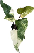 Load image into Gallery viewer, Philodendron strawberry shake