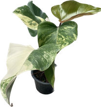 Load image into Gallery viewer, Philodendron strawberry shake