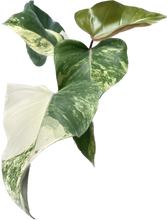 Load image into Gallery viewer, Philodendron strawberry shake