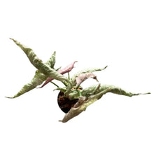 Load image into Gallery viewer, Syngonium Pink Rolli with silvery-green arrowhead leaves and pink undersides in a black nursery pot
