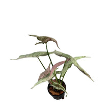 Load image into Gallery viewer, Syngonium Pink Rolli with silvery-green arrowhead leaves and pink undersides in a black nursery pot