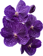 Load image into Gallery viewer, Vanda Somsri Blue Classic
