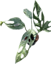 Load image into Gallery viewer, Variegated Monstera adansonii Indonesia with fenestrated green and yellow leaves.