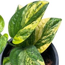 Load image into Gallery viewer, Variegated Monstera karstenianum with marbled green and yellow textured leaves in a pot