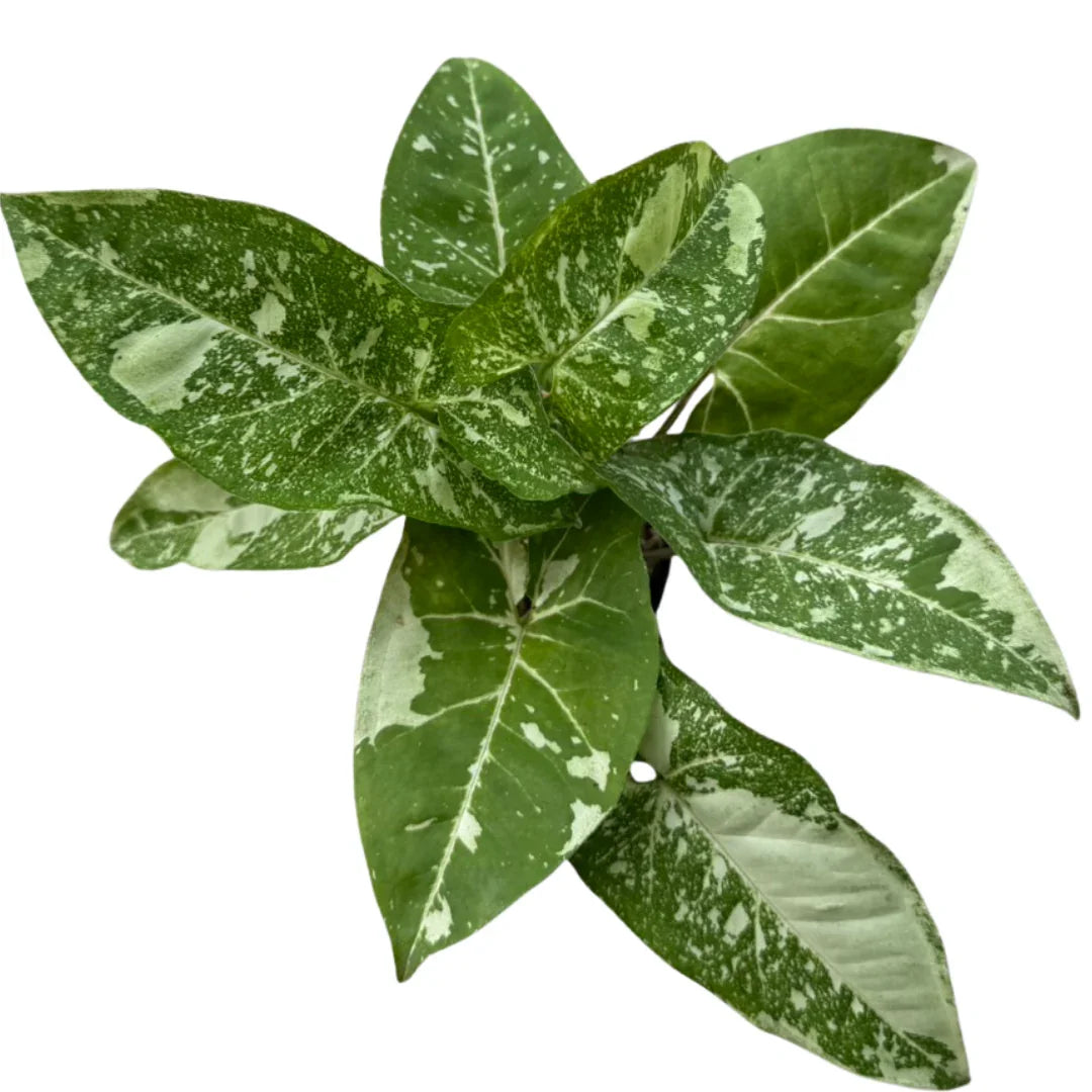 Syngonium ‘Panda Galaxy’