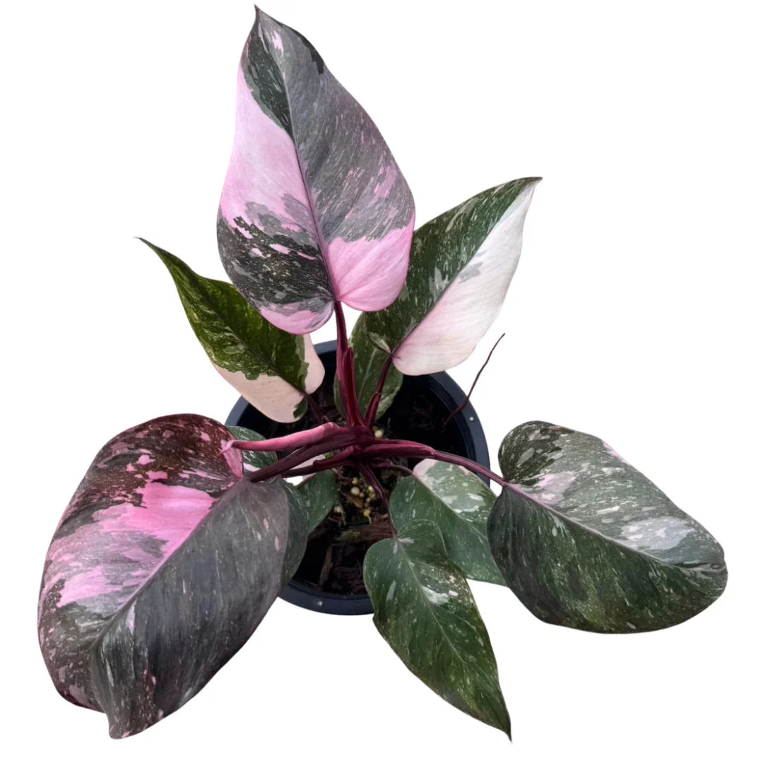Philodendron pink princess galaxy  Thai Exotic Greenery
