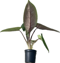 Load image into Gallery viewer, Alocasia scalprum with long narrow glossy green leaves and subtle veining in a pot.