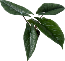 Load image into Gallery viewer, Alocasia scalprum