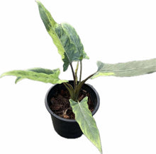 Load image into Gallery viewer, Alocasia lauterbachiana marble variegated