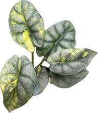 Load image into Gallery viewer, Alocasia silver dragon aurea variegated