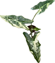 Load image into Gallery viewer, Alocasia sarian variegated
