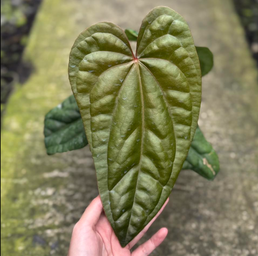Anthurium dressleri x luxurians - TEG | Rare Textured Hybrid Aroid
