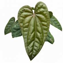 Load image into Gallery viewer, Anthurium dressleri x luxurians