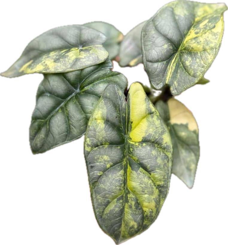 【着後レビューで 送料無料】 silver Alocasia dragon Greenery Exotic Thai – varigated aurea その他観葉植物