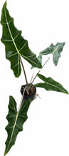 Load image into Gallery viewer, Alocasia sarian