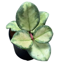 Load image into Gallery viewer, Hoya Argentea Princess with silvery variegated waxy leaves in a hanging pot