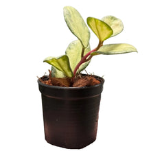 Load image into Gallery viewer, Hoya Argentea Princess with silvery variegated waxy leaves in a hanging pot