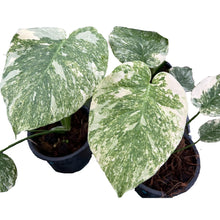 Load image into Gallery viewer, Monstera Green Snow with deep green marbled foliage and creamy variegation in a pot, viewed from above