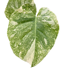 Load image into Gallery viewer, Monstera Green Snow with deep green marbled foliage and creamy variegation in a pot, viewed from above