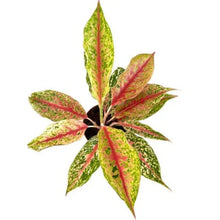 Load image into Gallery viewer, Aglaonema Lai Nam Thong with red, yellow, and green variegated leaves.