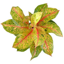 Load image into Gallery viewer, Aglaonema Lak Sup with pink-red center leaves and green variegated edges in a pot.