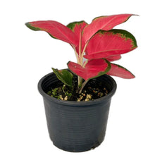 Load image into Gallery viewer, Aglaonema Suksom Jaipong with vivid red leaves and green margins in a black pot.