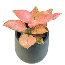Load image into Gallery viewer, Aglaonema Valentine with soft pink leaves and green speckled variegation in a pot on white background.