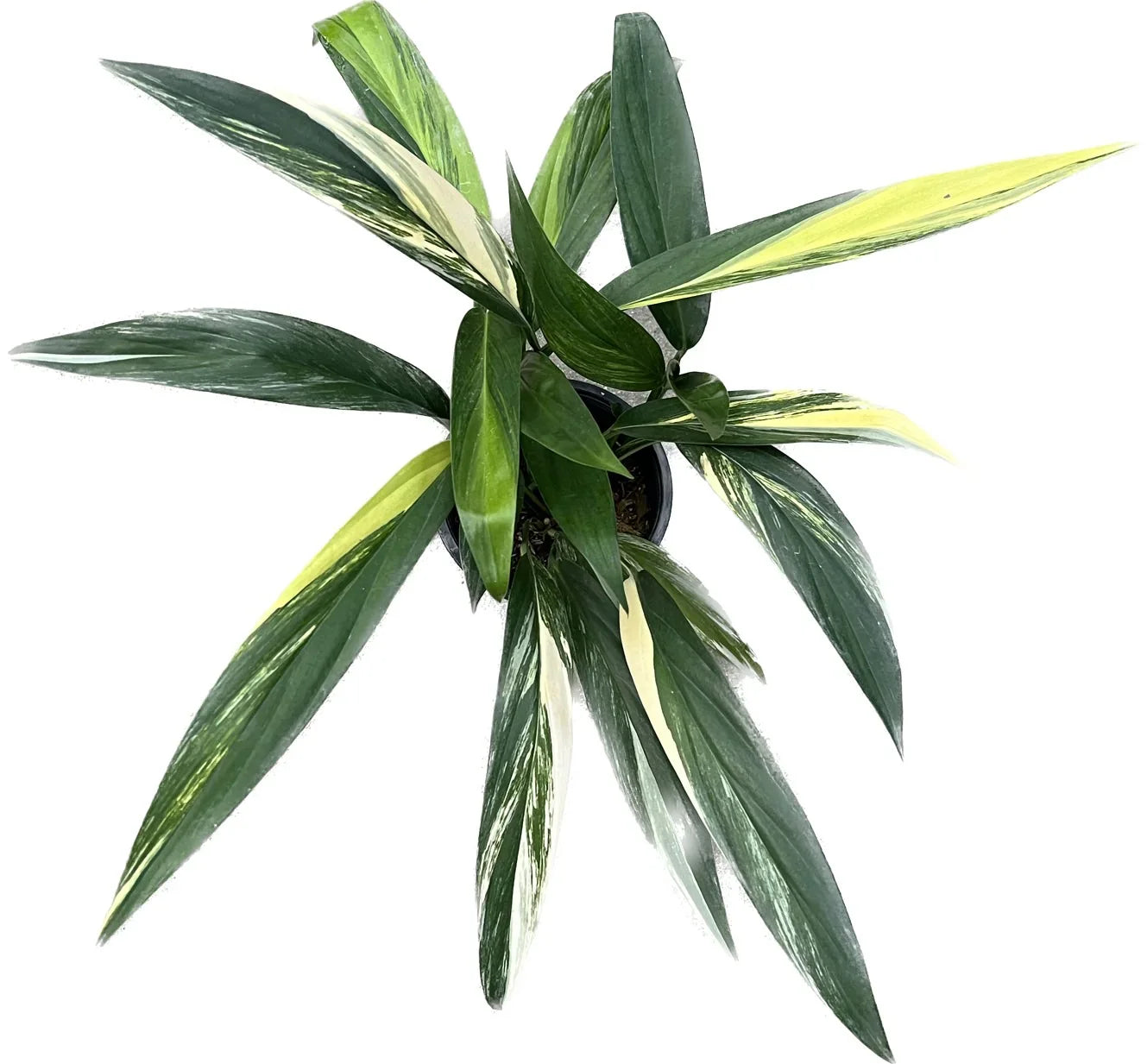 philodendron amplissimum Epipremnum amplissimum variegated