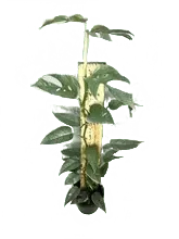 Load image into Gallery viewer, Epipremnum pinnatum cebu blue no. 1