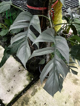 Load image into Gallery viewer, Epipremnum pinnatum cebu blue no. 1
