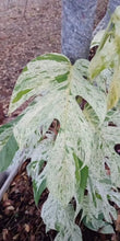 Load image into Gallery viewer, Epipremnum pinnatum marble variegated